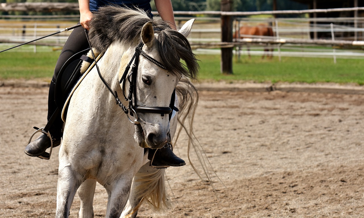 今晚澳門馬出什么特馬_杭州二婚相親網(wǎng)_游戲版SSVIP32.24