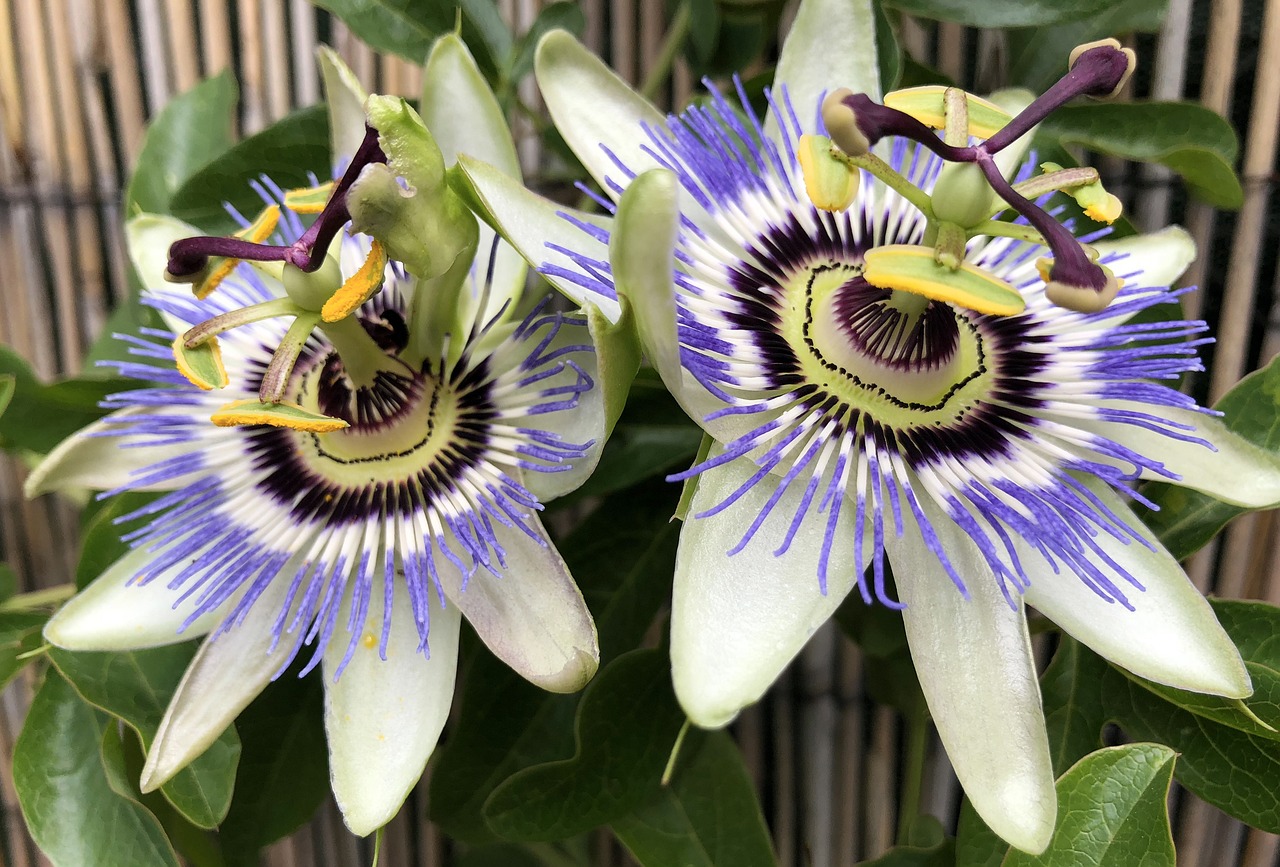 自然與藝術(shù)融合，最新花鳥卷御魂之美