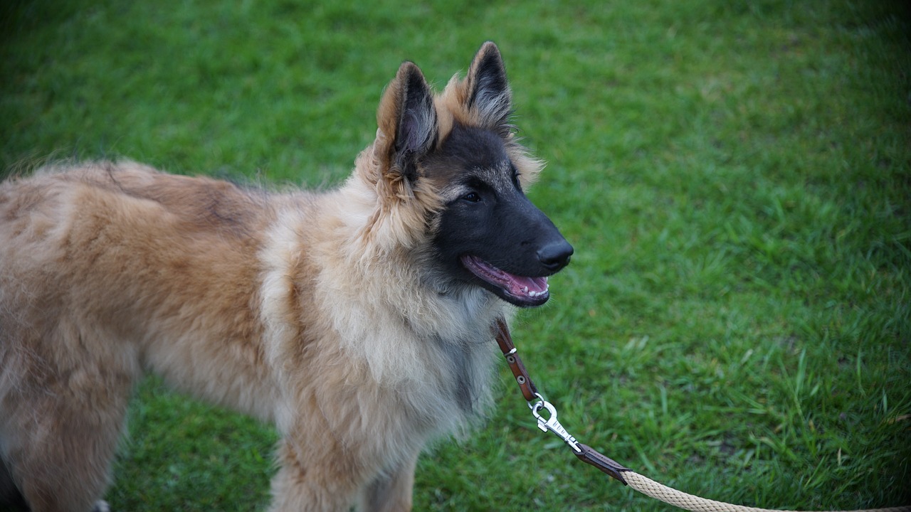 今日異丙醇最新價(jià)格報(bào)價(jià)與市場動(dòng)態(tài)分析概覽