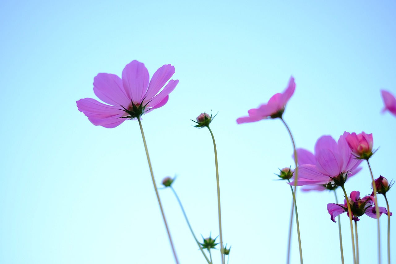 佛山富力廣場最新報價概覽與動態(tài)更新通知