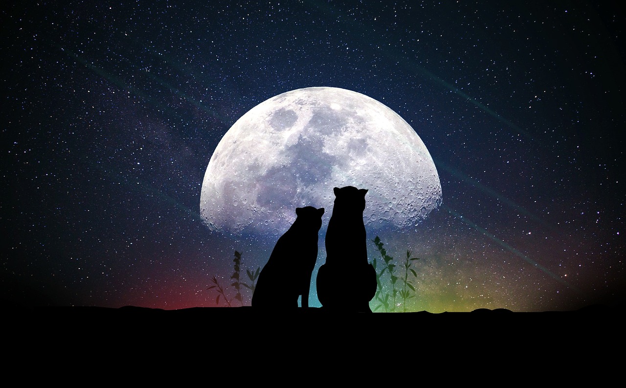 午夜風(fēng)流，最新章節(jié)的文學(xué)魅力與情感深度探索揭秘